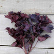 Perilla Rouge ou Shiso