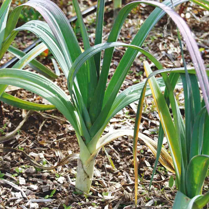 Poireau Monstrueux d'Elfbeuf