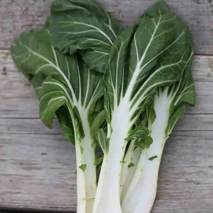 Poirée Verte à Carde Blanche