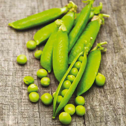 Pois nain Douce Provence Grain Rond à Écosser
