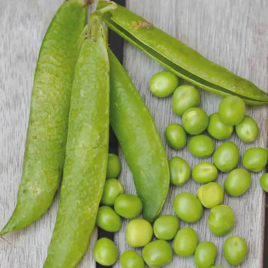 Pois Nain Merveille de Kelvedon grain ridé