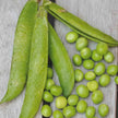 Pois Nain Merveille de Kelvedon Grain Ridé à Écosser