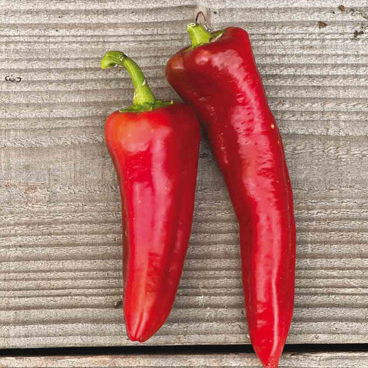 Poivron Marconi Rosso