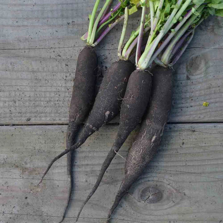 Radis Noir Long Maraicher
