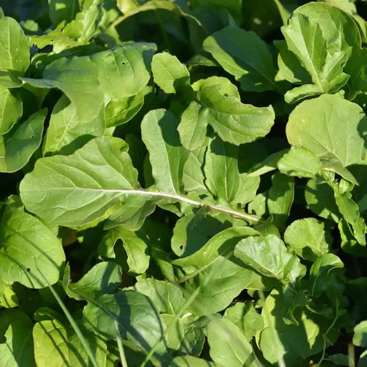 Roquette Cultivée