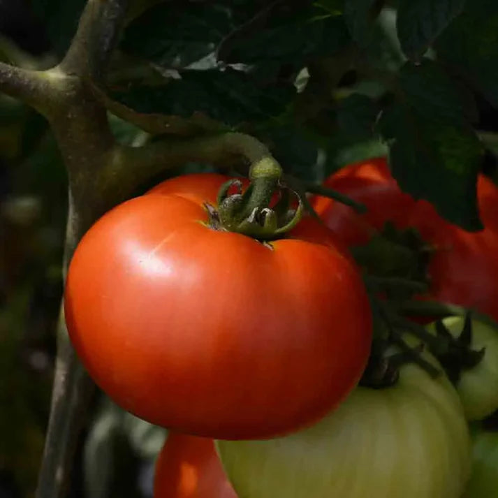 Tomate Reine de Sainte Marthe