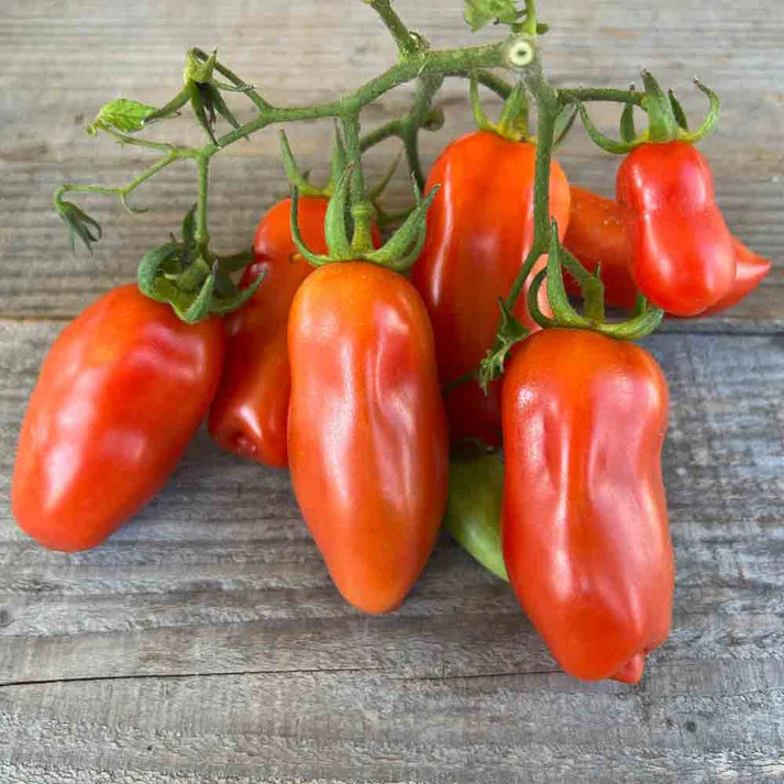 Tomate San Marzano