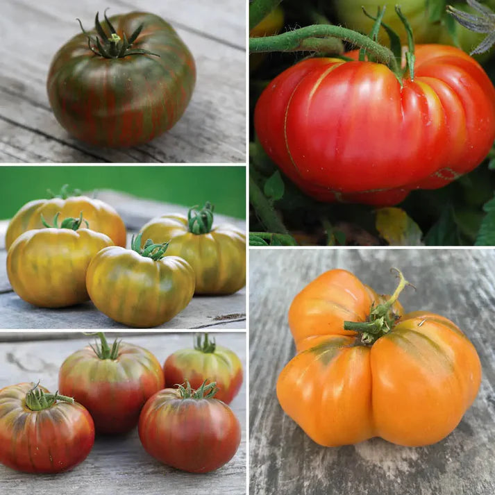 Tomates à gros fruits en mélange