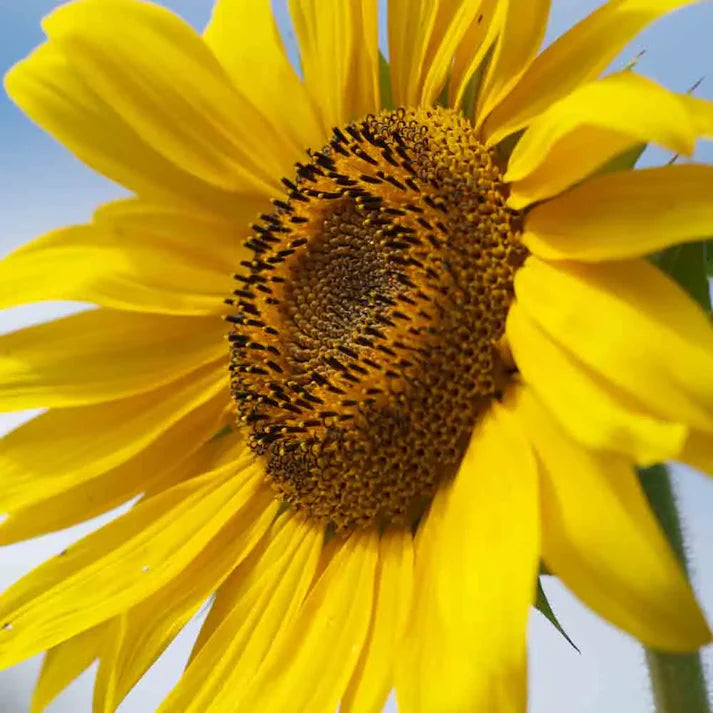 Tournesol Californien