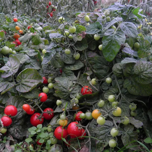 Tomate cerise japonaise basse