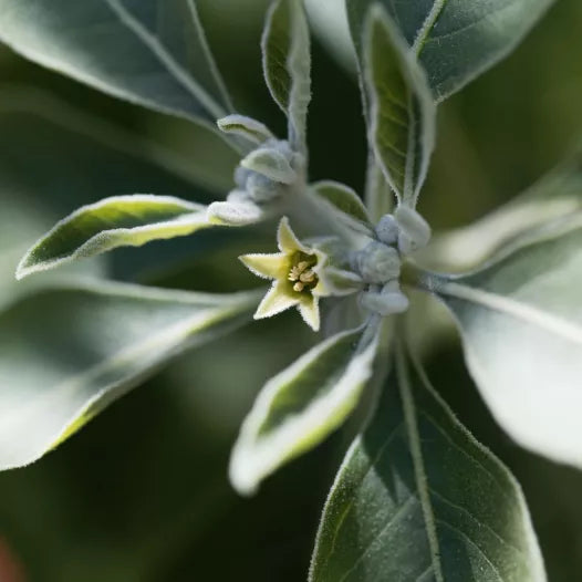 Withania Ashwagandha