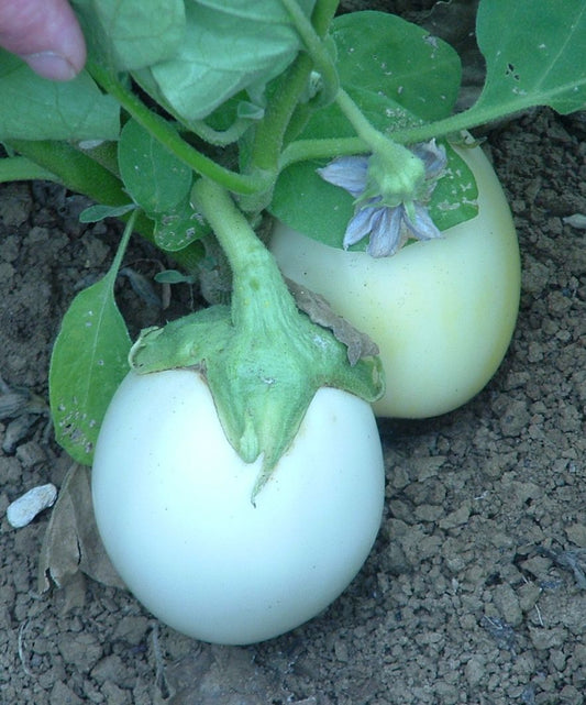 Aubergine blanche ronde "à oeufs"