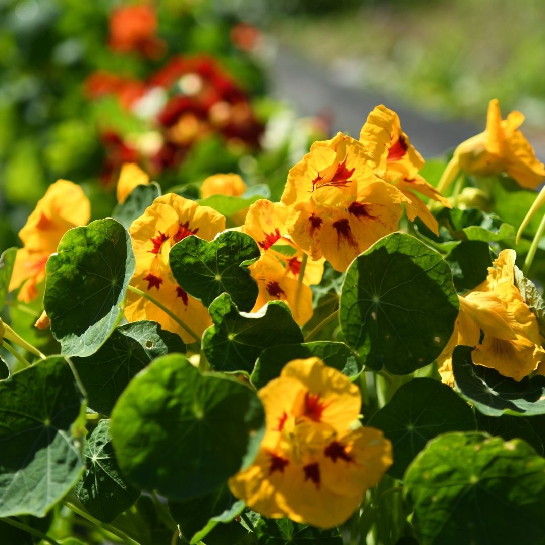 Capucine naine en mélange de couleurs