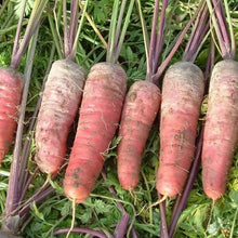 Carotte violette "Rouge Sang"