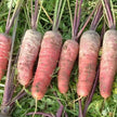 Carotte violette "Rouge Sang"