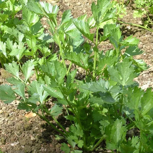Céleri à couper Commun "A jets fins de Huy"