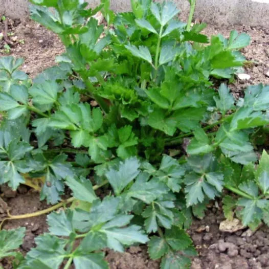 Céleri à couper "Pipe creuse de Malines"