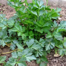 Céleri à couper "Pipe creuse de Malines"