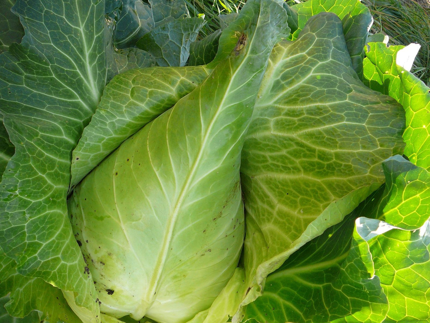 Chou cabus pointu blanc Filderkraut