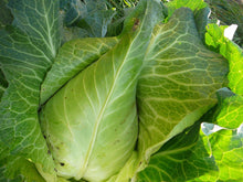 Chou cabus pointu blanc Filderkraut