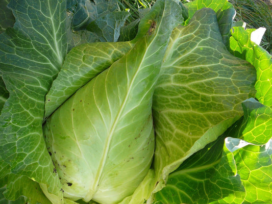 Chou cabus pointu blanc Filderkraut