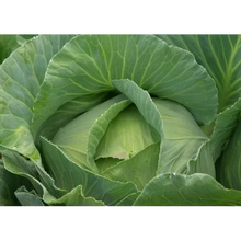 Chou cabus Quintal d'Alsace