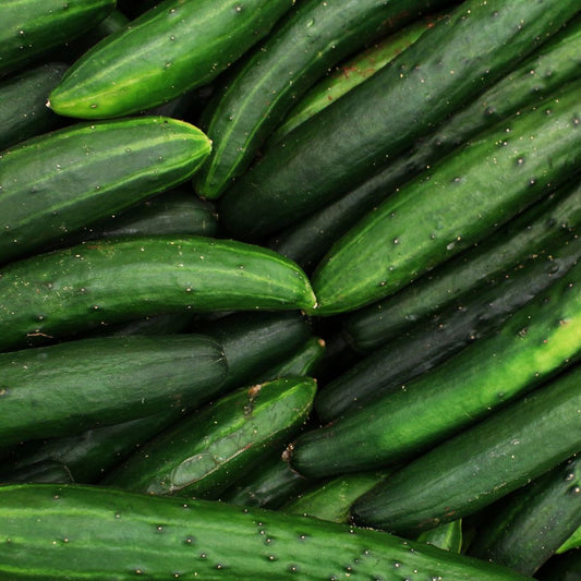 Concombre Vert Long Maraîcher
