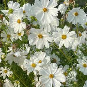 Cosmos blanc