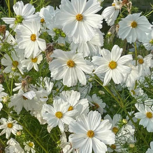 Cosmos blanc