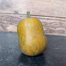 Courge musquée Honeynut