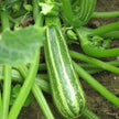Courgette Verte d'Italie