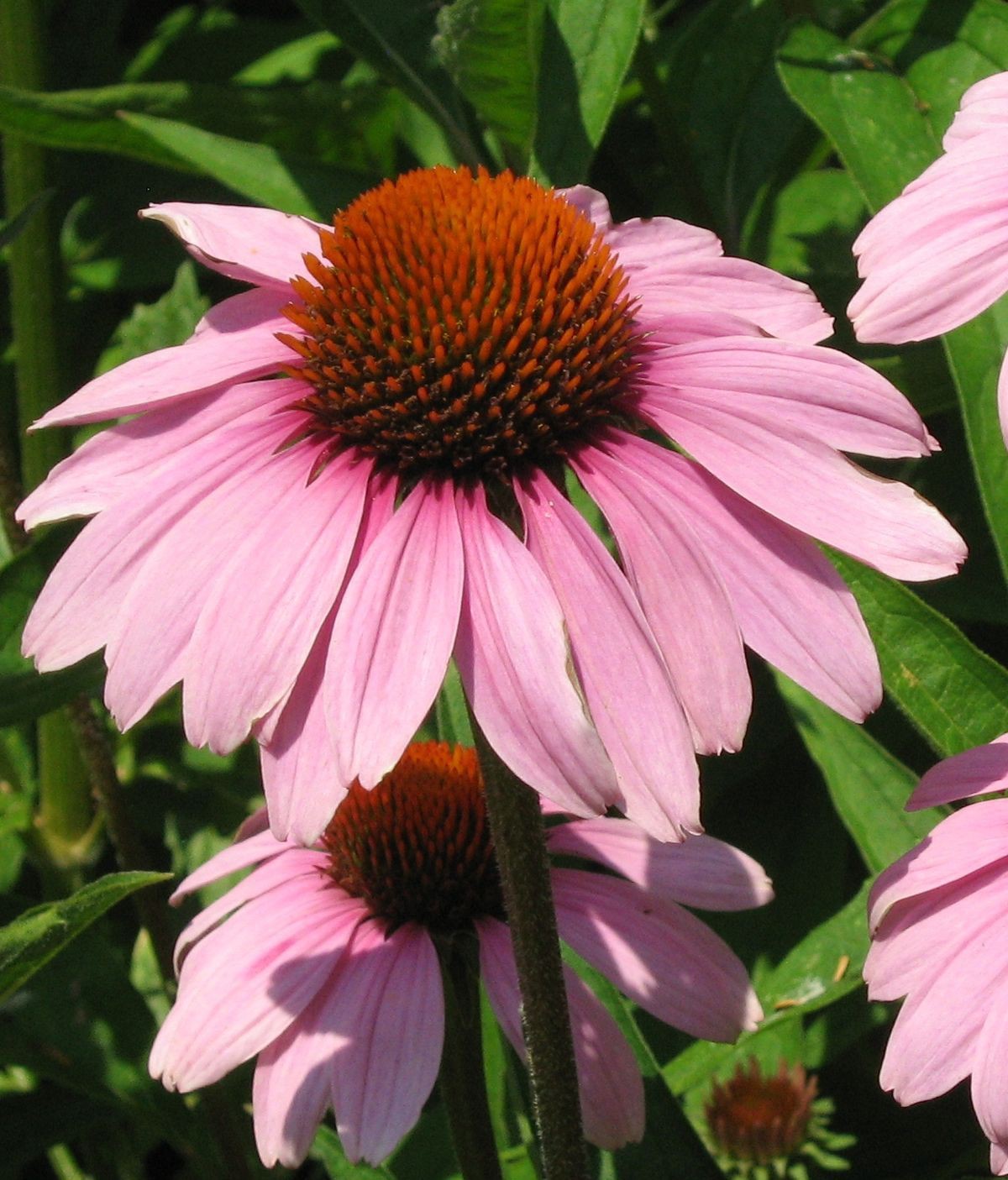 Echinacea purpurea