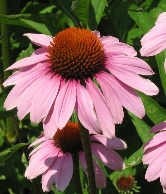 Echinacea purpurea