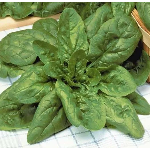 Epinard Géant d'Hiver Verdil