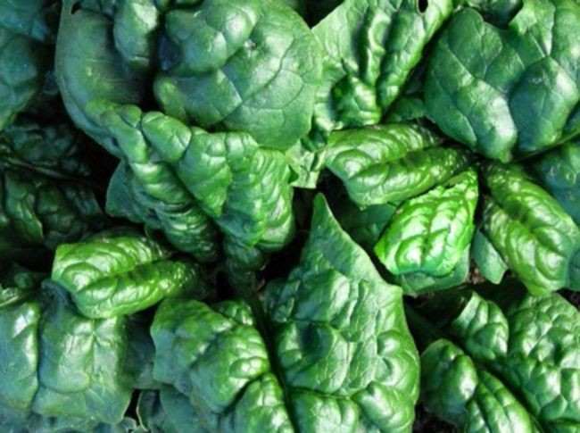 Epinard Thorin (type Matador)