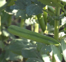 Fève Longue de Belgique