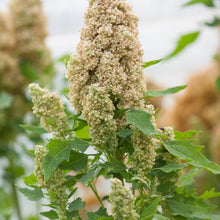 Quinoa Temuco