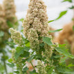 Quinoa Temuco