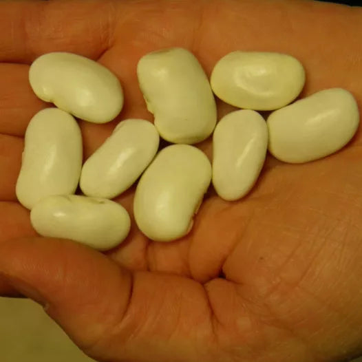 Haricot à rames à écosser Orteil de Prêcheur