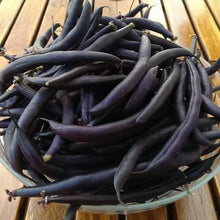 Haricot Nain - Purple Teepee