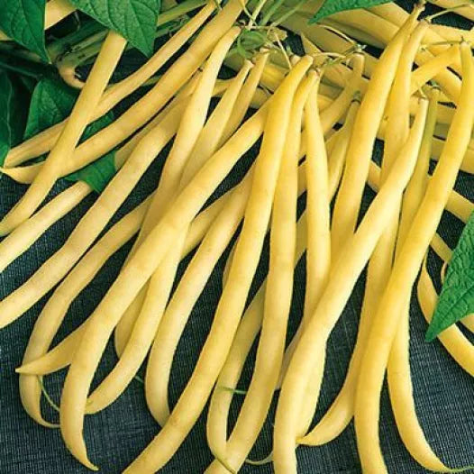 Haricot nain mangetout Beurre Rocbrun