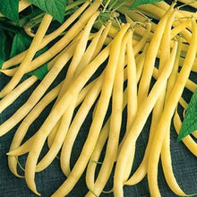 Haricot nain mangetout Beurre Rocbrun