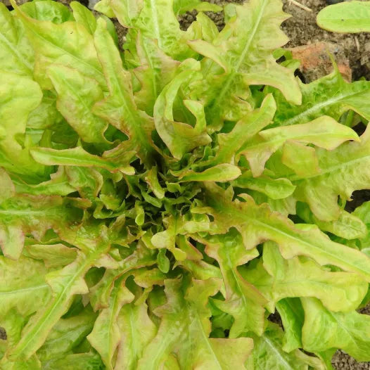 Laitue à couper Feuille de chêne "Biscia rossa"