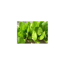 Laitue à couper - Verte d'hiver