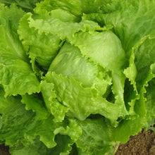 Laitue batavia Blonde de Paris