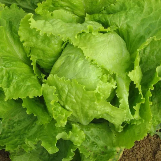 Laitue batavia Blonde de Paris