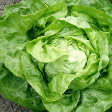 Laitue pommée d'hiver Valdor