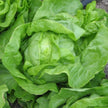 Laitue pommée d'été Blonde de Laeken