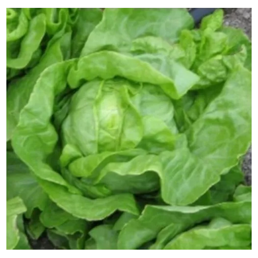 Laitue pommée Grosse blonde paresseuse