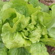 Laitue pommée Express